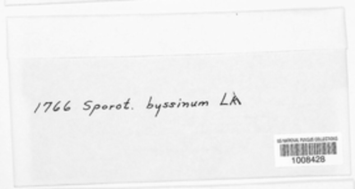 Sporotrichum byssinum image